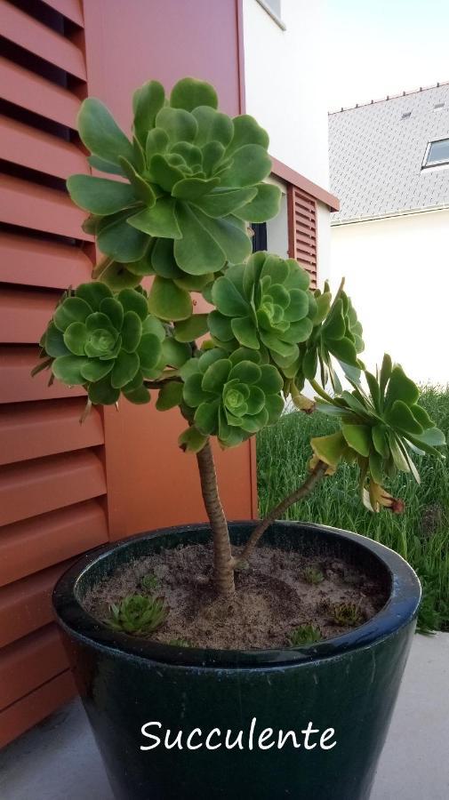 Epiphytes Et Succulentes Apartment Paimpol Ngoại thất bức ảnh